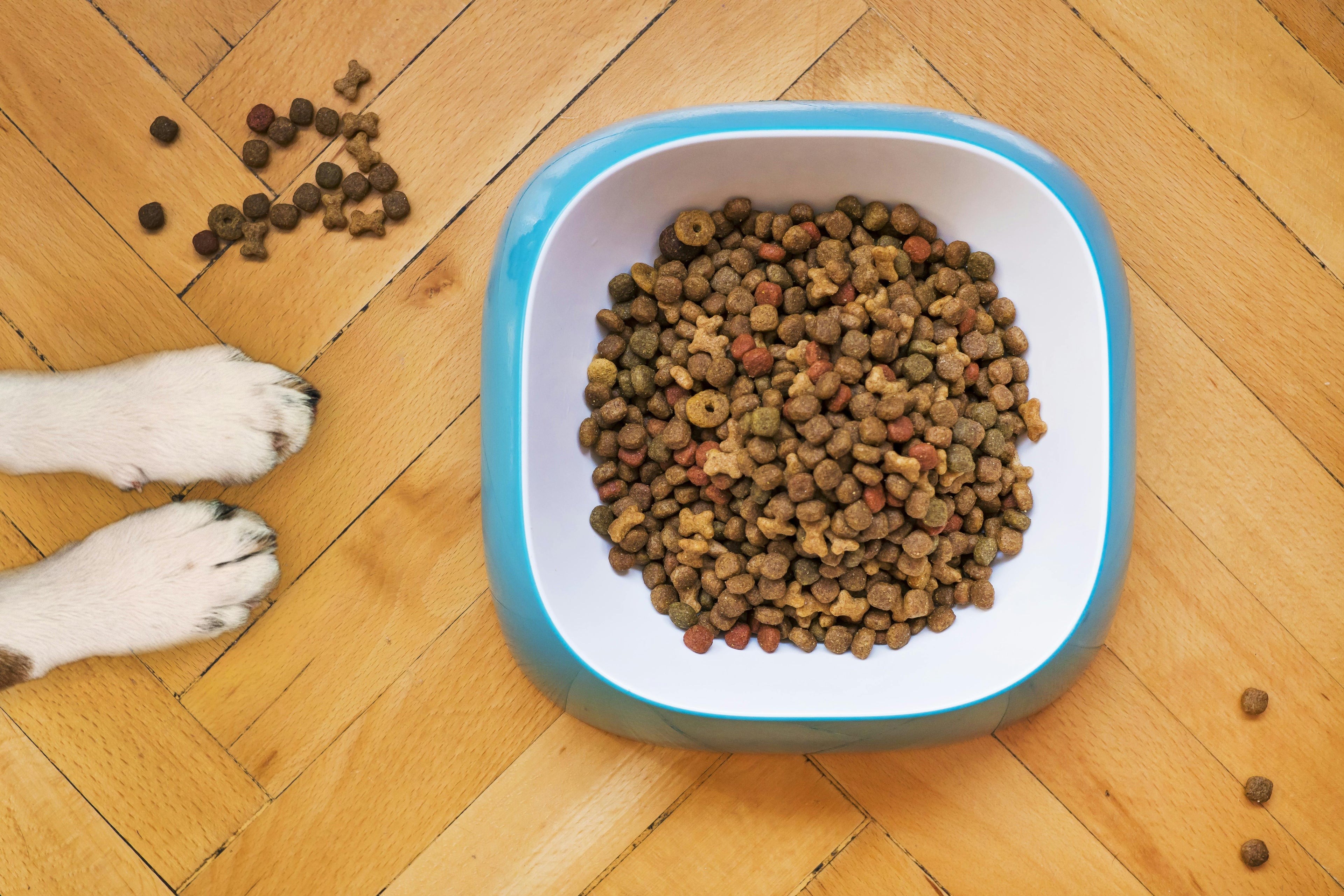Pet Accessories
